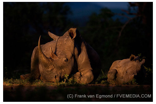 Peaceful Night GDT european wildlife photographer of the year 2012 quarter finalist