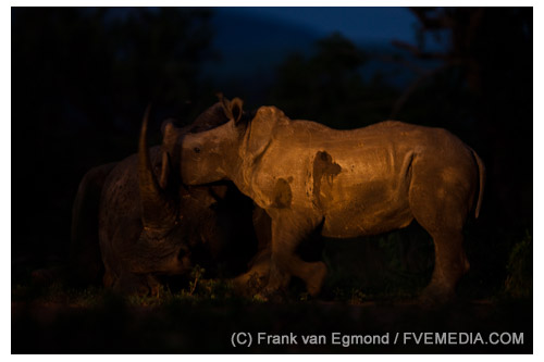 White Rhinoceros mother and calf at Imfolozi